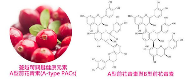 蔓越莓關鍵健康元素-A型前花青素(A-type PACs)