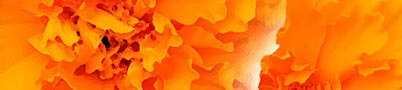 金盞花Marigold含極豐富葉黃素