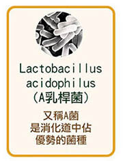 A嗜酸乳桿菌Lactobacillus acidophilus又稱A菌，是消化道中佔優勢的菌種。