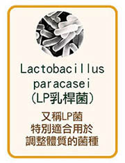 LP副乾酪乳桿菌Lactobacillus paracasei又稱LP菌，特別適合用於調整體質的菌種。