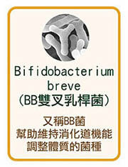 BB雙叉乳桿菌Bifidobacterium breve又稱BB短雙叉菌，最早存在於嬰兒消化道中的優勢菌種。