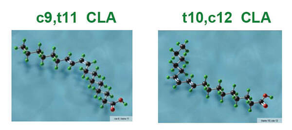 c9,t11與t10,c12的 共軛亞麻油 CLA結構