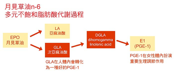 月見草油-n-6必需多元不飽和脂肪酸的代謝過程