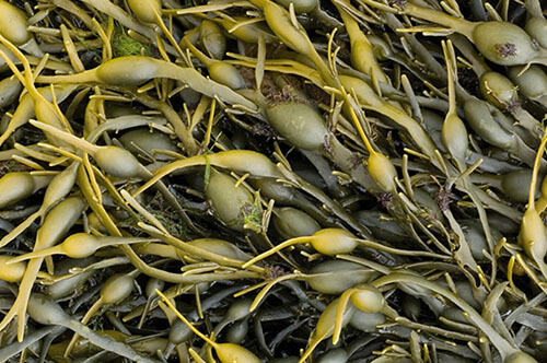 天然水溶性膳食纖維-褐藻(Brown seaweed,Kelp)含有豐富又多種的膳食纖維