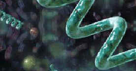 美國FDA/QAI生機雙認證生機螺旋藻(藍綠藻)