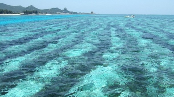 沖繩海蘊的純淨養殖海域