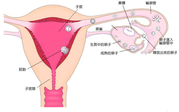 女性如何排卵與受孕