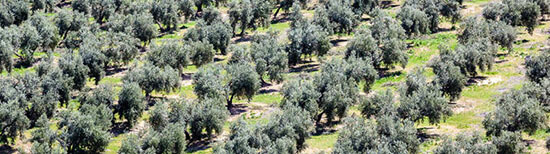 歐洲最大的葡萄酒產區La Mancha-自家幅員遼闊葡萄莊園