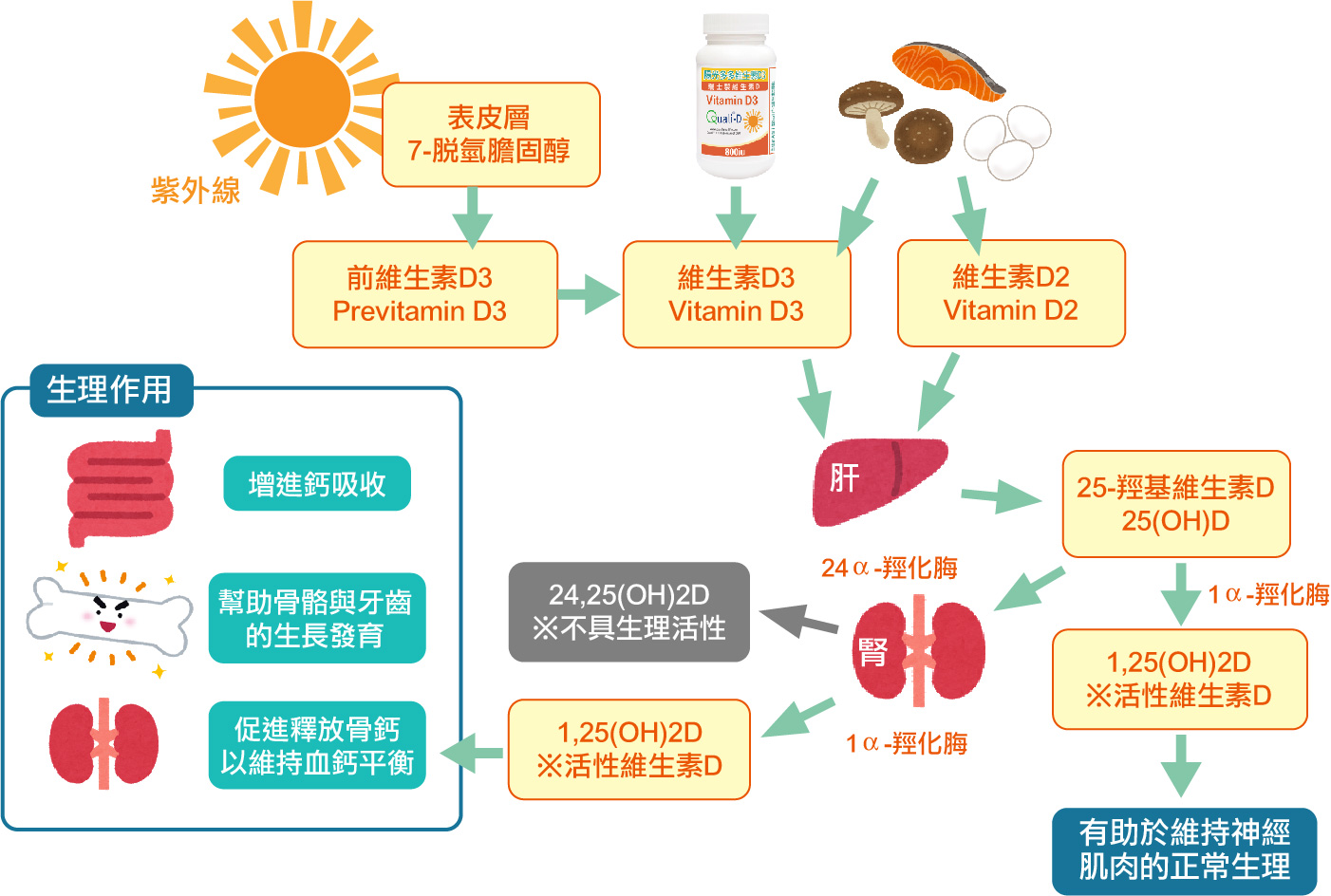 維生素D3-維他命D3的轉換過程