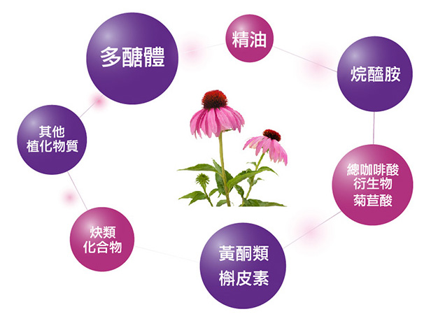 紫錐菊/紫錐花主要成份：多醣體，黃酮類，槲皮素，總咖啡酸衍生物，菊苣酸，烷醯胺，炔類化合物，精油，其他植化物質