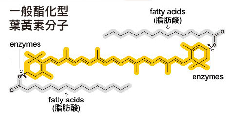 FloraGLO葉黃素與一般酯化葉黃素有何不同