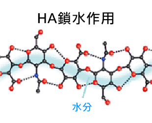 玻尿酸功效 HA分子鎖水作用