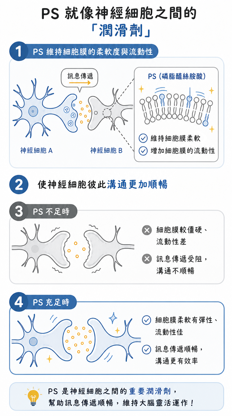 磷脂醯絲胺酸(腦磷脂)是什麼 PS就像神經細胞間的潤滑劑