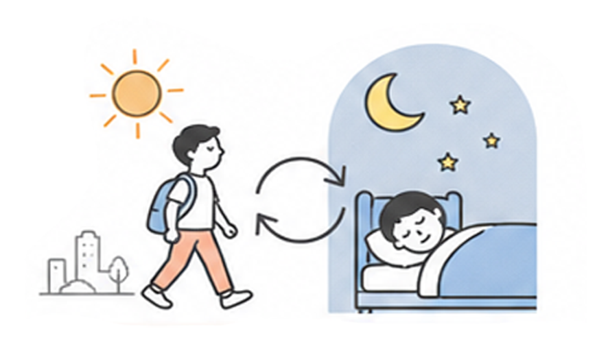 白天活動夜晚休息