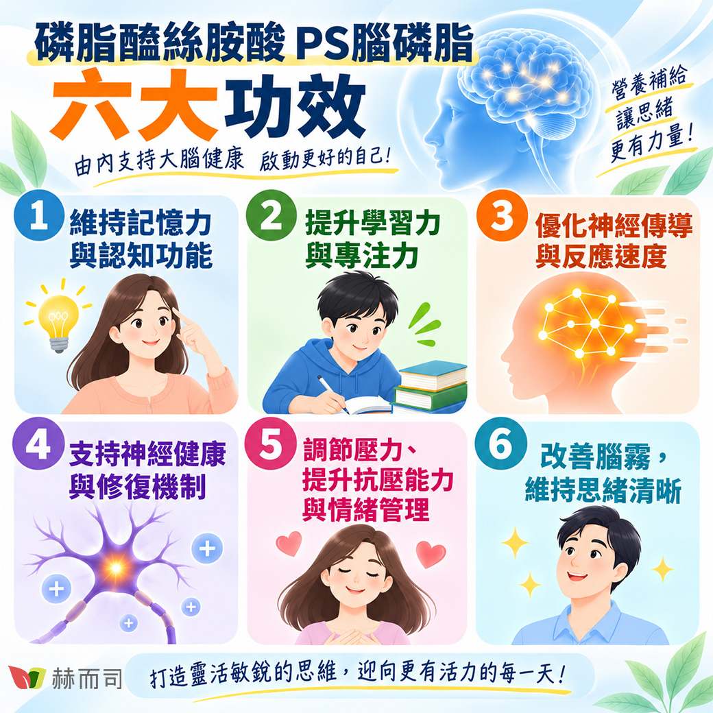 磷脂醯絲胺酸(腦磷脂)是什麼? 磷脂醯絲胺酸(腦磷脂) PS功效 2026完整解析 維持記憶力與認知功能 提升學習力與專注力 維持思緒清晰